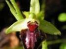 Ophrys sphegodes